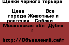 Щенки черного терьера › Цена ­ 35 000 - Все города Животные и растения » Собаки   . Московская обл.,Дубна г.